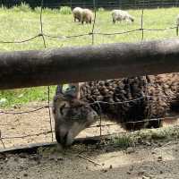 Mudchute Park and Farm: A Slice of Countryside in the City 🐑🦆🐴