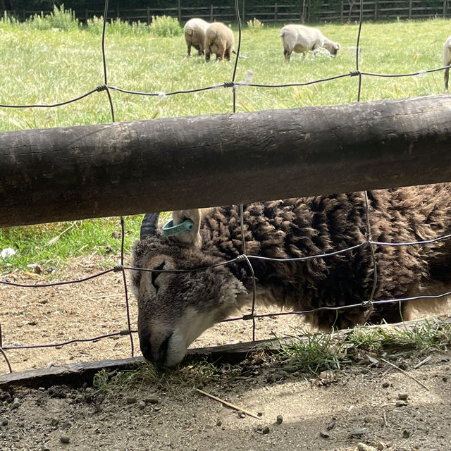 Mudchute Park and Farm: A Slice of Countryside in the City 🐑🦆🐴