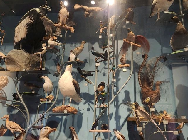 Exeter’s Royal Albert Memorial Museum – A Free Gem to Explore