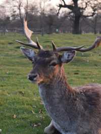 A Peaceful Day Trip to Richmond Park: London’s Countryside Escape 🌳