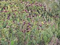 Wild Hearts & Golden Horizons: Fall Safari in Kenya