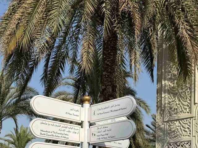 Modern Oasis Vibes🌴