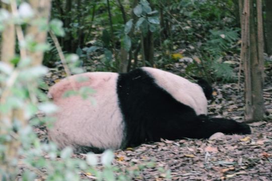 パンダのように🐼：どんなに状況が分からなくても、ただ寝ればいい。