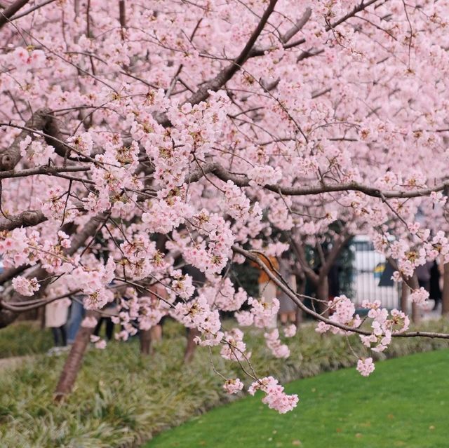 Cherry blossom at Jingan park