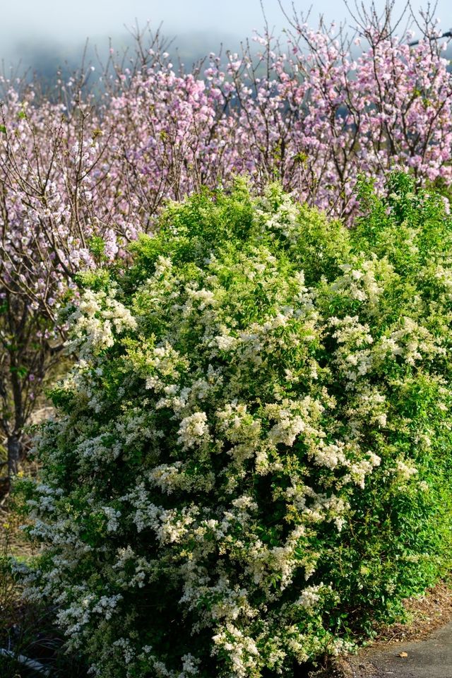 Spring cherry blossom viewing, Taipei's Yangmingshan welcomes a colorful feast.