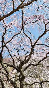 Come to Shizuoka to see cherry blossoms!