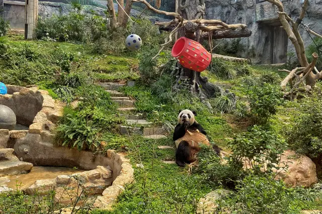 Watch pandas without the crowds.