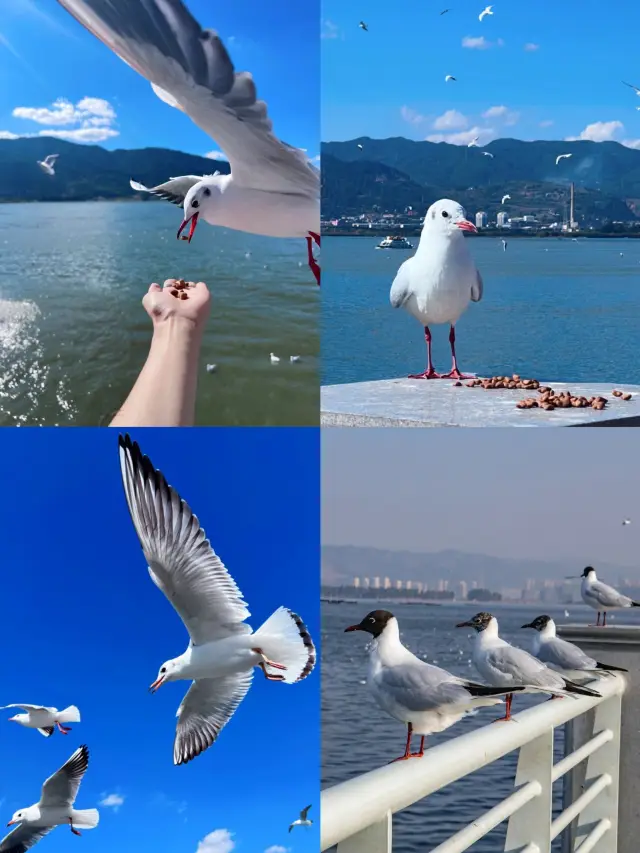 지역 주민만 알고 있는 딴치에서 갈매기를 보는 방법