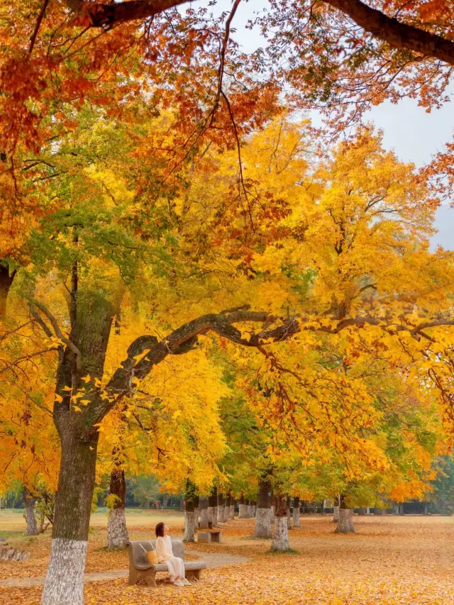 The most beautiful maple leaves in Nanjing Qixia Mountain are worth visiting for children