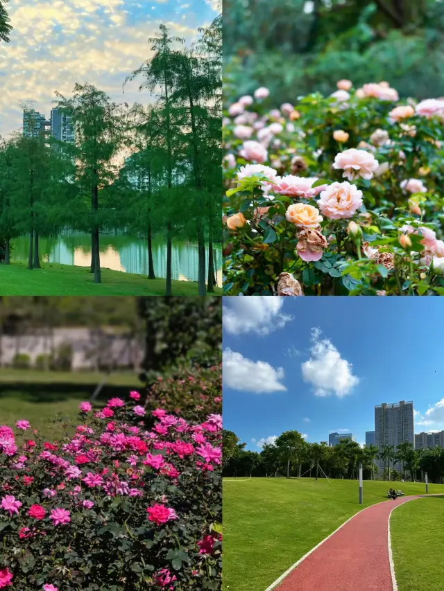 Shenzhen Xiangmihu Park | A green light forest directly accessible by subway, full of roses