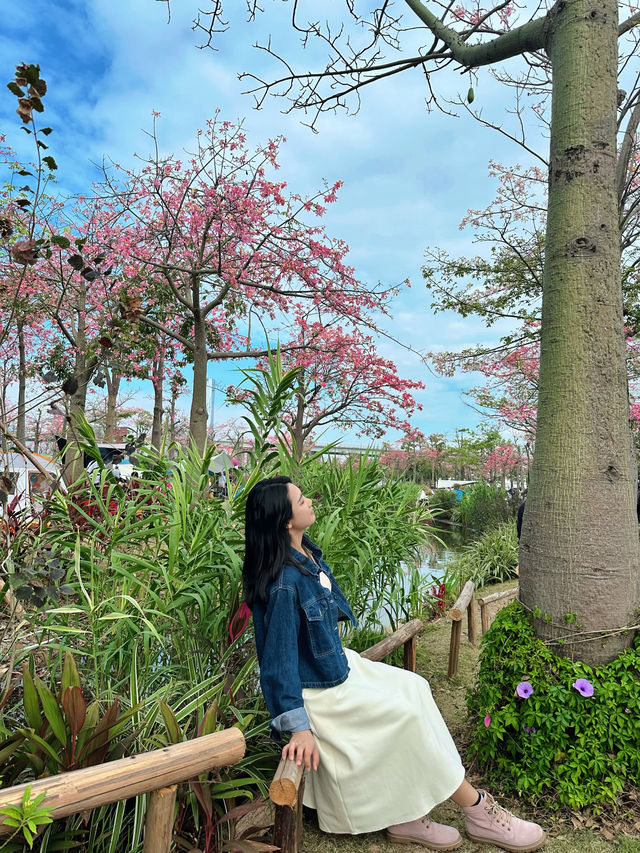 橫琴花海長廊異木棉開花啦！親子野餐好舒服~