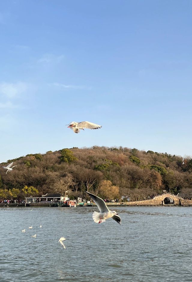 來自西伯利亞的浪漫信使：鼋頭渚紅嘴鷗