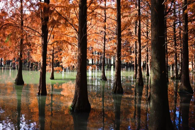 魔都最美水上紅杉樹—油畫仙境