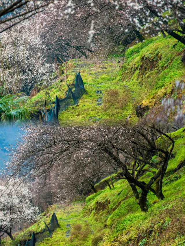 I've been all over Chengdu, and in my personal opinion, the plum forest here is the most beautiful