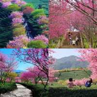 永福櫻花園：春日仙境漫步，花海中的浪漫之旅！