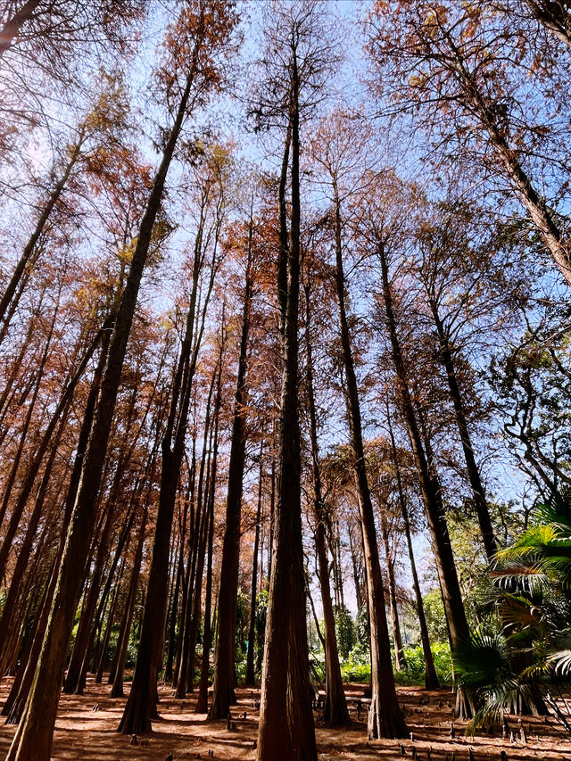 洪湖公園的 紅