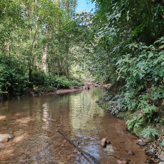 Avoiding the crowd, walking in Xishuangbanna: Mengyuan Wonderland Tropical Rainforest Hiking