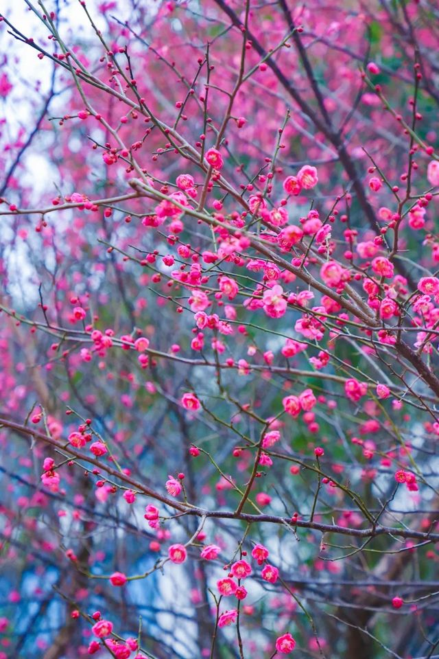 “梅”景如畫--悅來會展公園