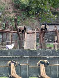 重慶動物園超全看“熊貓”指南，建議收藏！