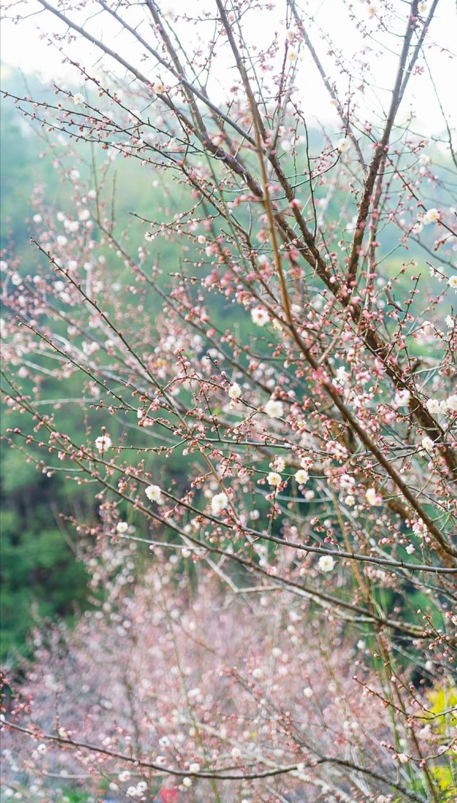 總要來趟興寧吧，感受一下神光山的日