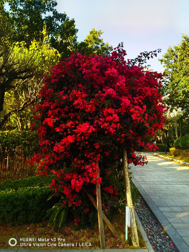 陽光康養地：攀枝花