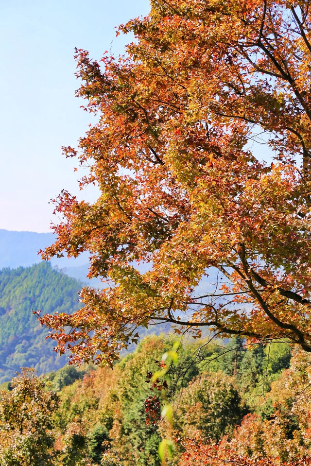 廣東也有無量山？是的！就在河源曾田的仙湖茶場