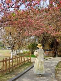 成都地鐵直達，海棠花已經開滿園了