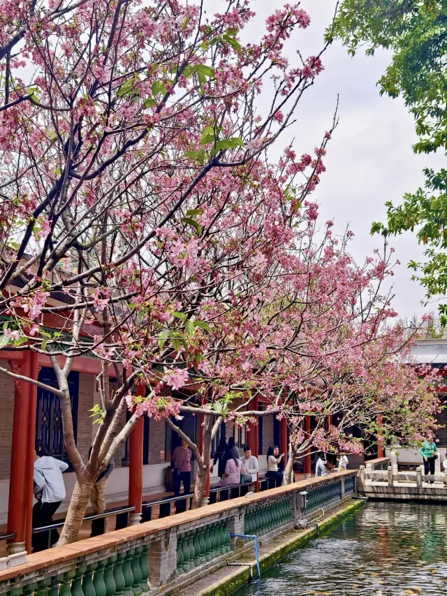 The Most Enchanting Cherry Blossom Season | Bao Mo Garden in Panyu, Guangzhou