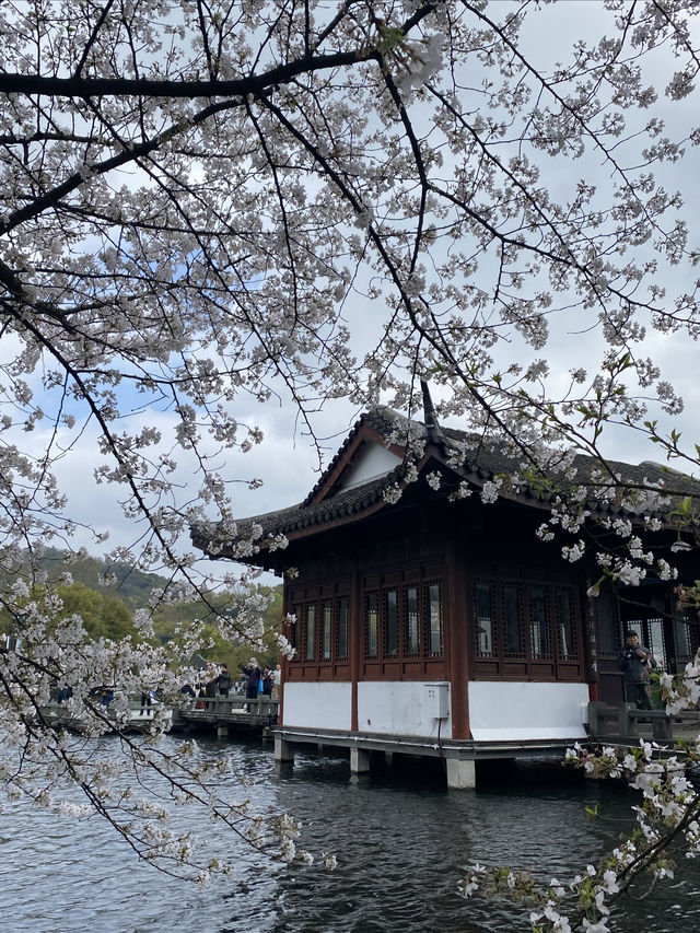 西湖賞花地圖，我已滾瓜爛熟