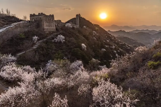 The 12th Jinshanling Great Wall Apricot Blossom Festival is about to kick off grandly, inviting you to join the spring flower date