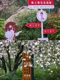 鄭州碧沙崗海棠賞花攻略，碼住賞花不迷路