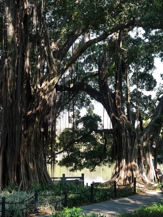 Dongshan Lake Park | A great place for zoning out