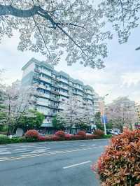 千島湖畔陽光路，春和景明，櫻花浪漫