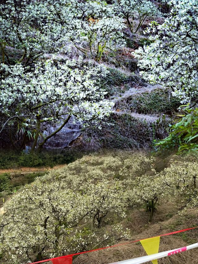 赴一場浪漫的山楂花之約—廣寧山渣花