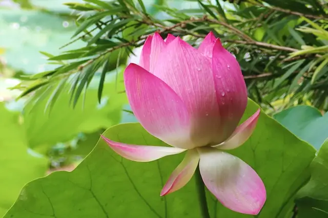 Honghu Park~ Flowers are in bloom, and the lotus exhibition is anticipated!