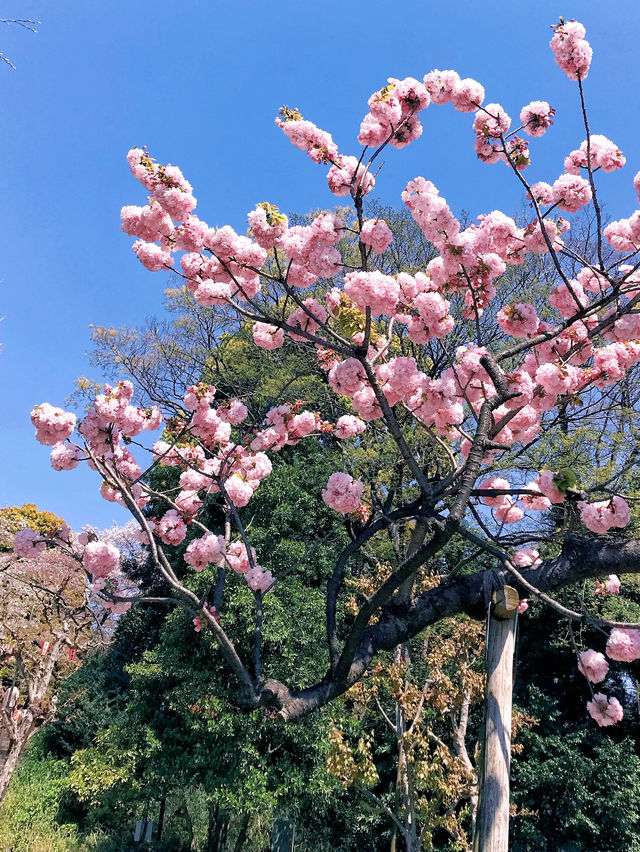 文化森林 | 春日無限浪漫ノ櫻花上野