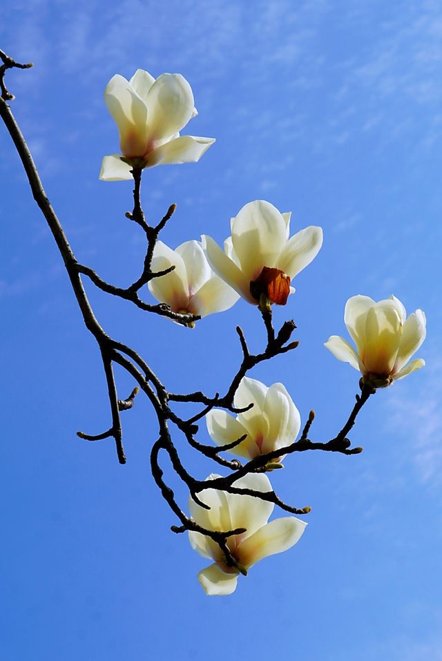 欣賞玉蘭花快來這家特色公園