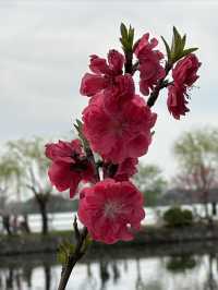 春暖百花開——無錫蠡園