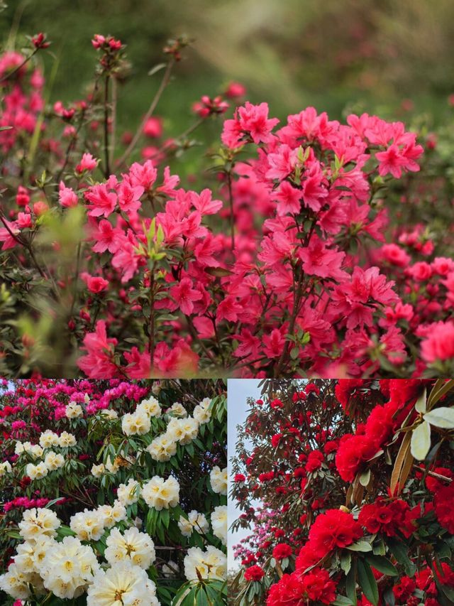 貴州百里杜鵑，陽春三月，花開成海