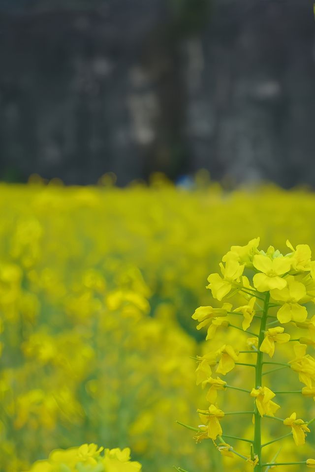 天堂壩的油菜花