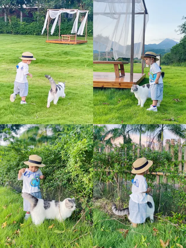 惠州巽寮灣小眾露營地|戶外撸貓烤肉賞日落