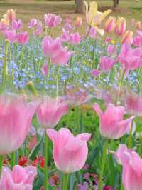 合肥｜趁著陽光正好春遊花世界享受愉快週末