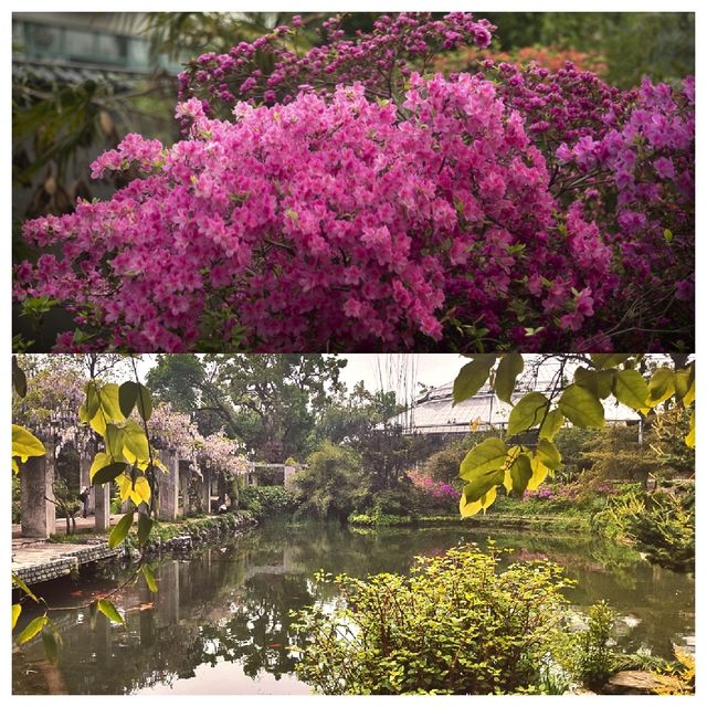 樂享花事 不負春光--中科院武漢植物園杜鵑園