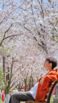 發朋友圈被問爆了‖這麼美的櫻花居然在鹽城～