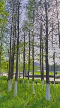 魔都西區的都市森林遠香湖公園