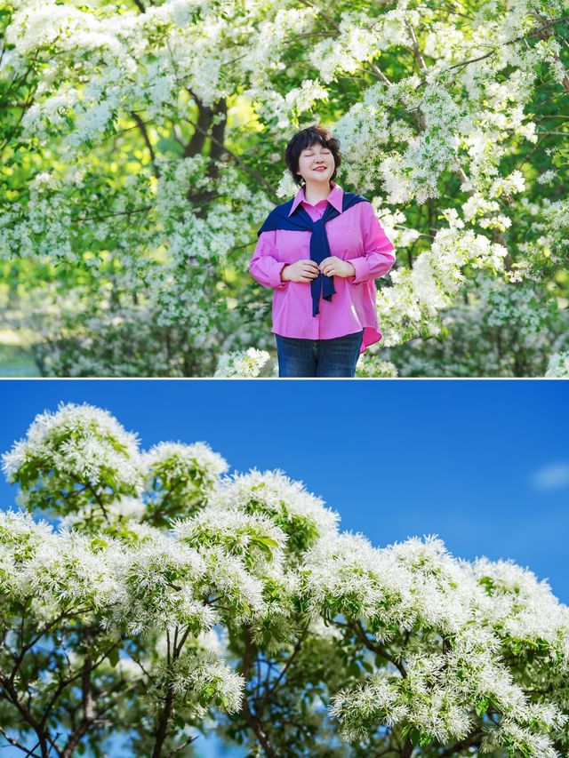 國家植物園南園流蘇盛放，五一賞花好去處