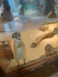 主城周末溜娃好去處｜綠色星球動物園