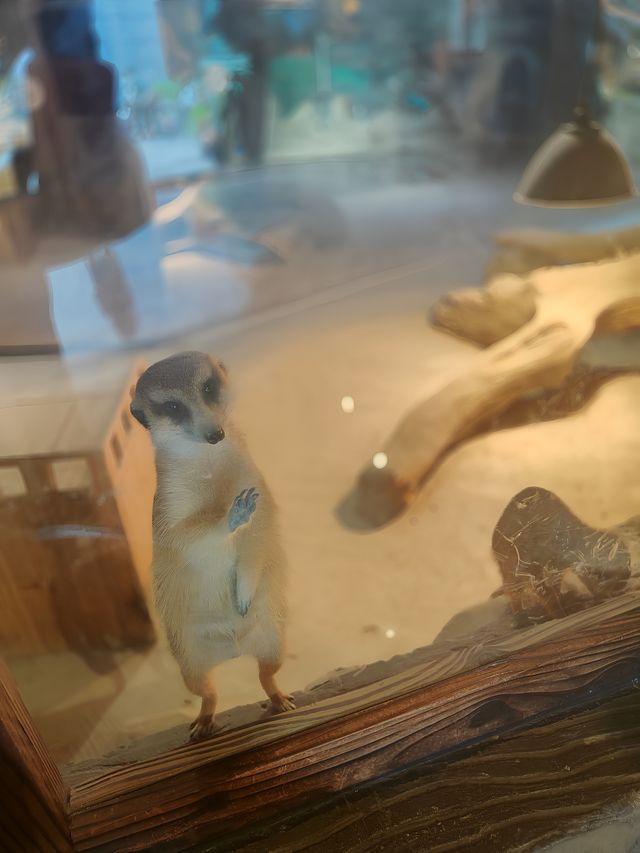 主城周末溜娃好去處｜綠色星球動物園