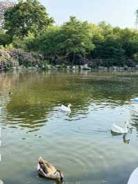 泉城公園識植物