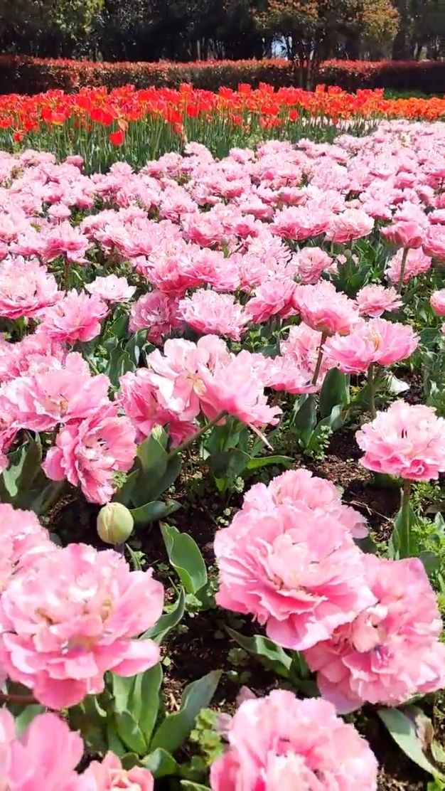郁金香花海來襲！上海鮮花港，你的春日打卡地！